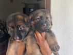 German Shepherd Puppies