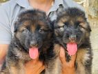 German Shepherd Puppies