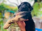 German sheppard puppy