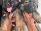 german shepperd long coat puppies
