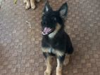 German Shepperd Puppies