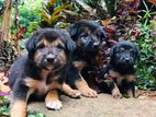 German Shepred Crossed puppies