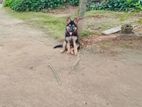 German Shepherd Dog