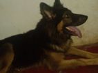 German Shepherd Female