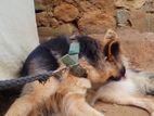 German Shepherd Female