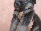 German Sherpad Puppy