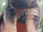 German Shepherd Puppy