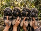 German Sherpad Long Coat Puppy