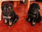 German Sherpad Longcoat Puppy