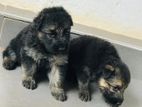 German Shepherd Puppies