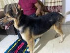 German Sherpad Male Dog for Crossing