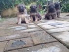 German Sherpad Puppies