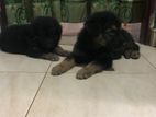 German Shepherd Puppies