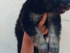 German Shepherd Puppies