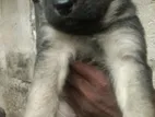 German Sheperd Puppy