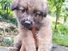 German Sheperd Puppy