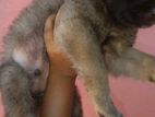 German Shepherd Puppies