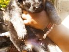German Sherpad Puppy