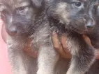 German Sherpad Puppy