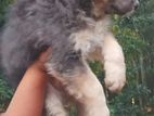 German shepherd Puppies