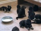 German Sherpad Puppy