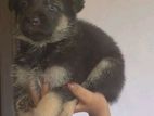 German Shepherd Puppy