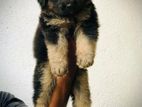 German Shepherd Puppy