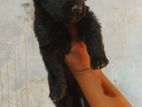 German sherpad puppy