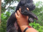 German Sherped Puppy