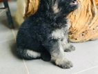 German sherpad puppy