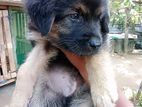 German Sherpad Puppy