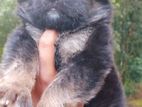 German sherpad puppy