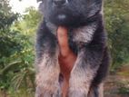 German Shepherd Puppy