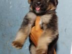 German Shepherd Dog