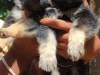 German Shepherd Puppies