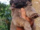 German sherpad puppy