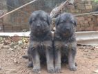 German Sherpad Puppy