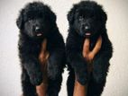 German Shepherd Puppies