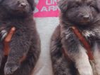 German sherpad puppy