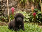 German Sherpad Puppies