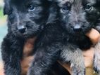 German Sherpad Puppy