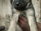 German Shepherd Puppies