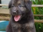 German Shepherd Puppy