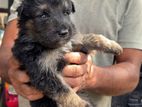 German Shepherd Puppies