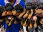 German Shepherd Puppy