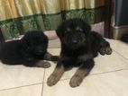 German Shepherd Puppies