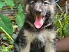 German Sheperd Puppies