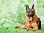 German Shepherd Puppies