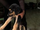 German Shepherd Puppy
