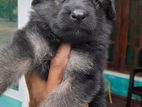 Germen Shepherd Puppy